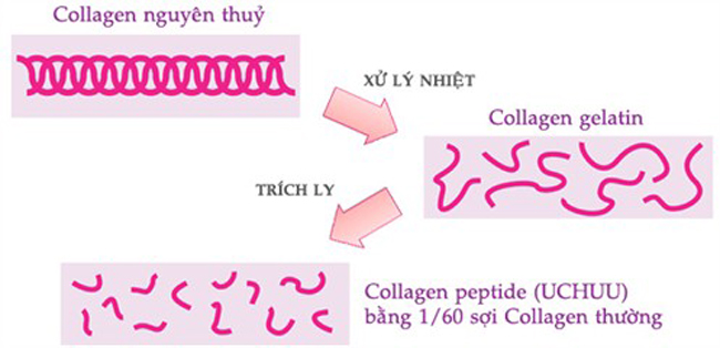 Sự khác nhau giữa Collagen và Collagen Peptides