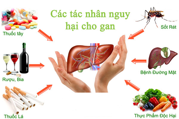 megaliver-bao-ve-gan-khoi-cac-tac-nhan-gay-hai